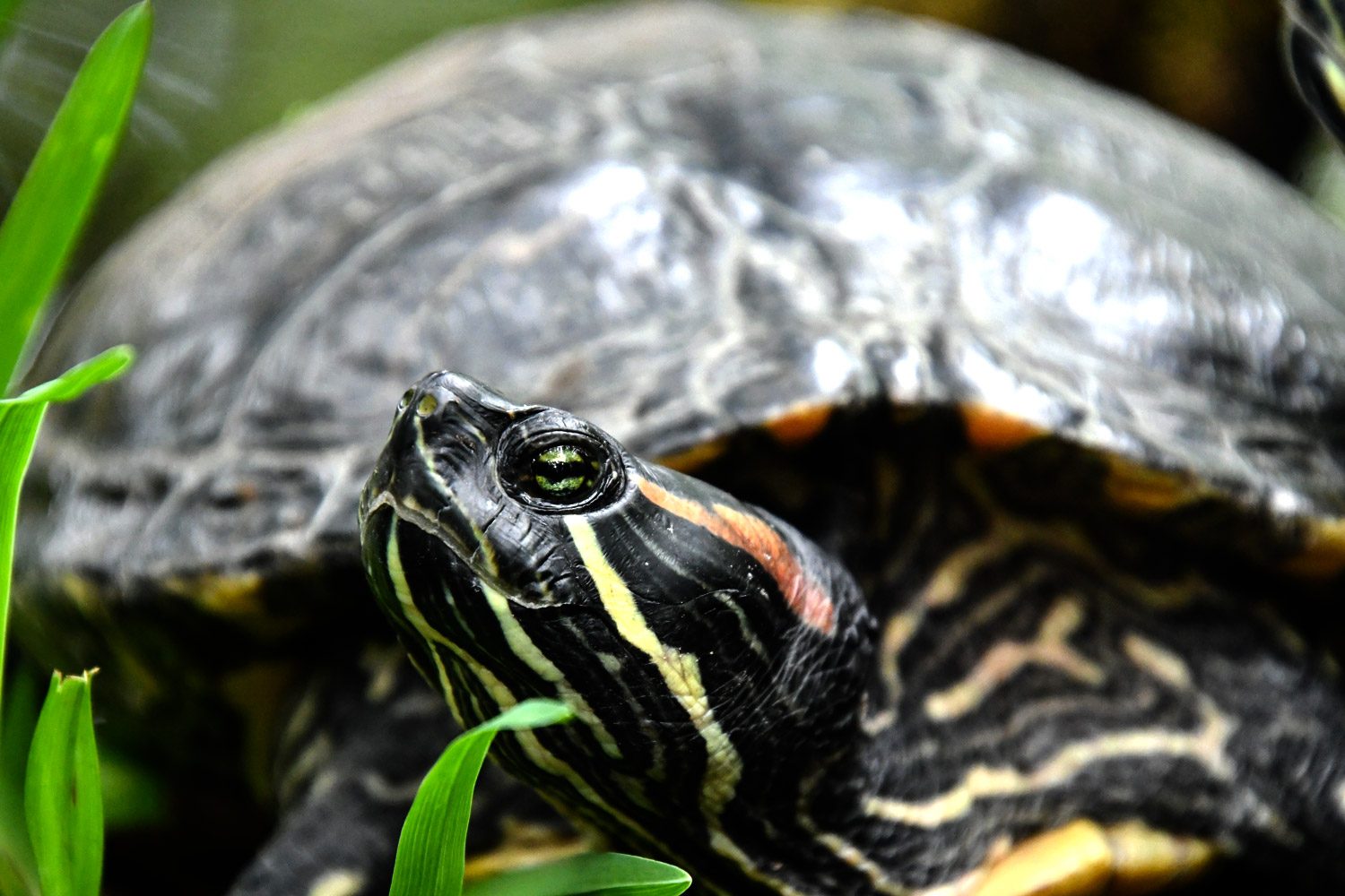 Rotwangen-Schmuckschildkröte (c) TP Stadt Haag, Ingrid Weinberger
