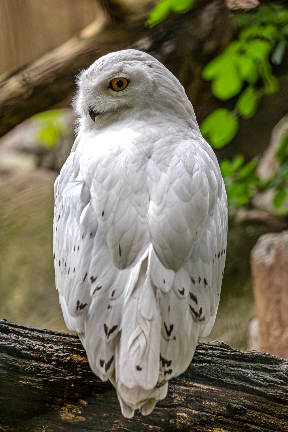 Schneeeule (c) Johann Schnell