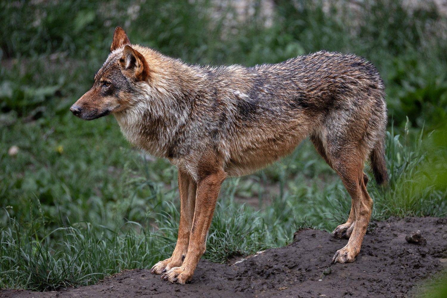 Wolf (c) Johann Schnell