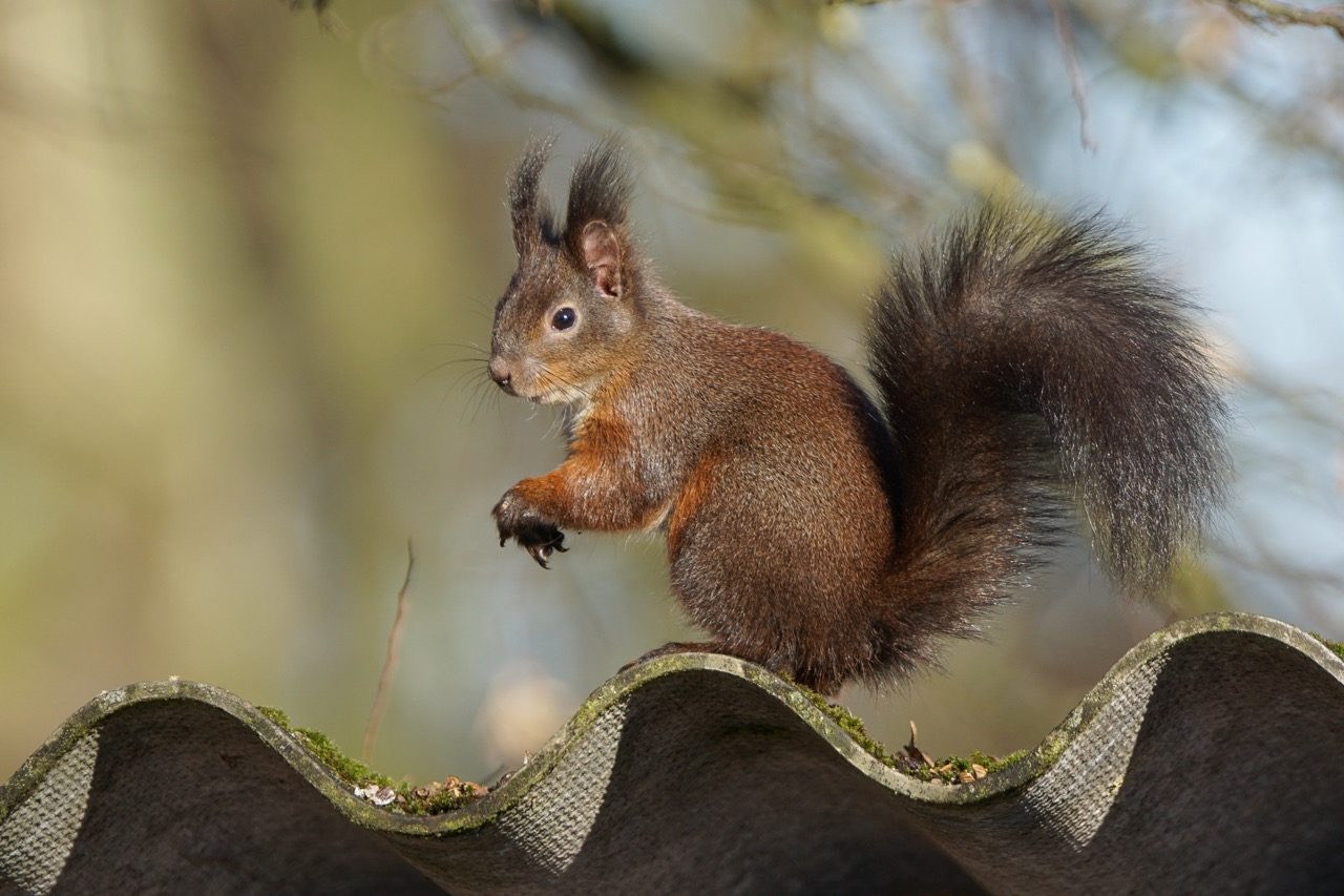 Eichhörnchen Foto: Johann Illich-Edlinger