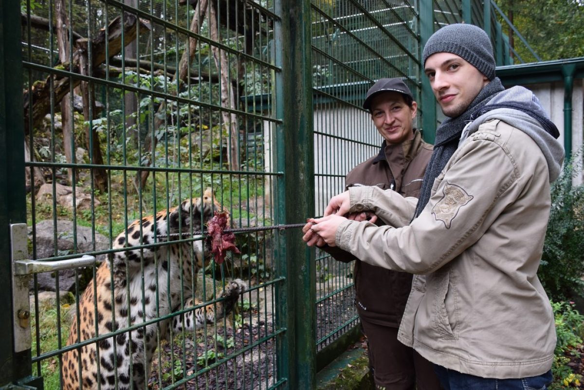 Tierpatenschaft Leopard Namira