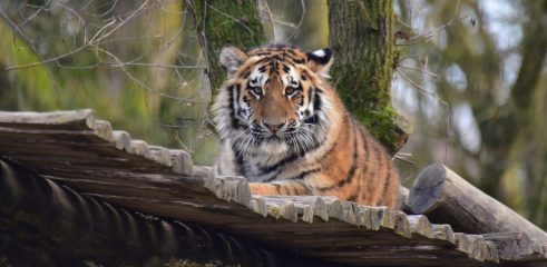 liegender Tiger