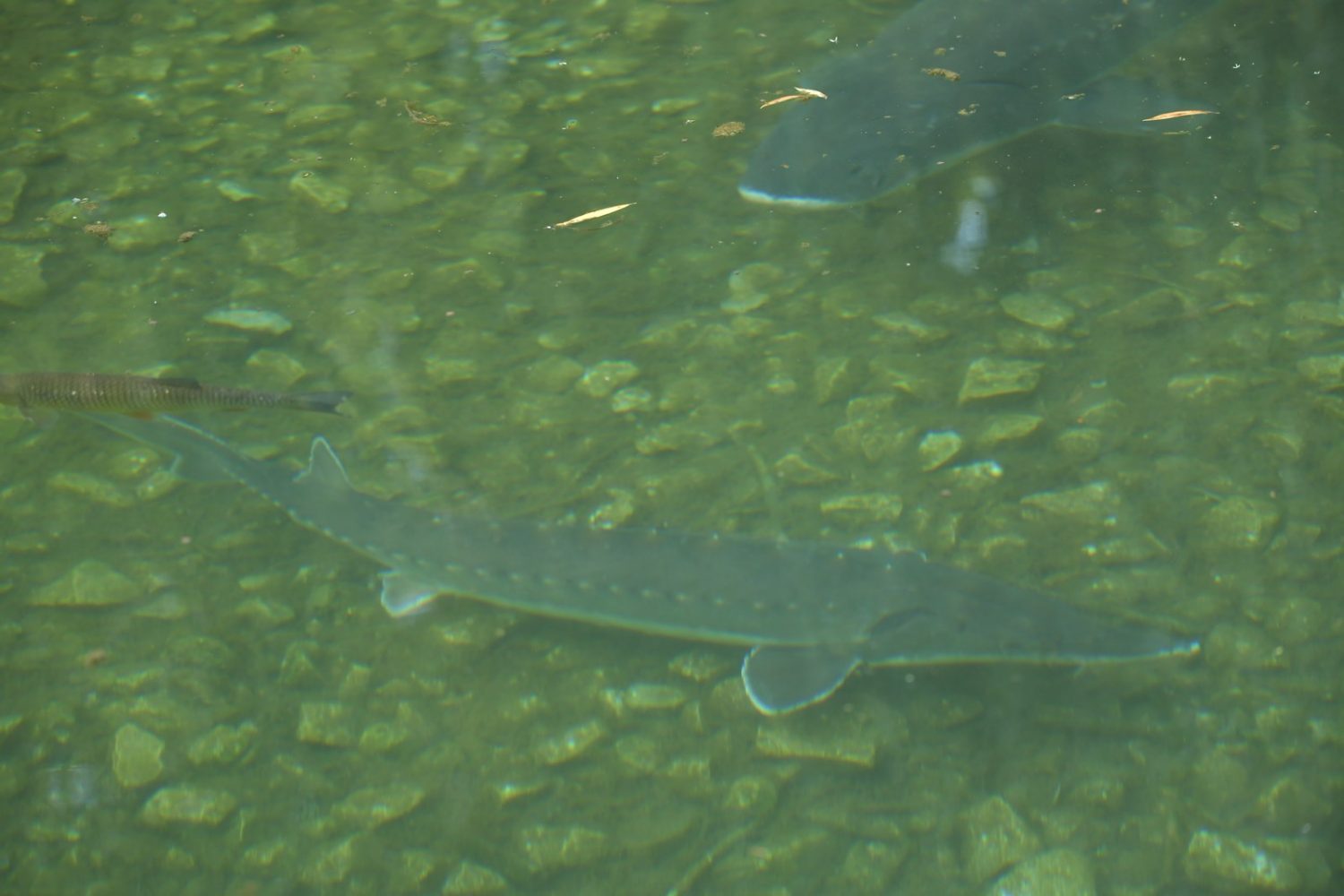 Stör - Tierpark Stadt Haag
